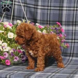 Zoomer, Toy Poodle Puppy